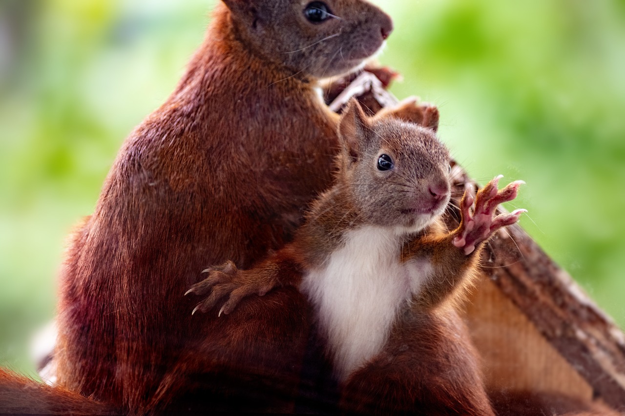 Protecting Your Home Against Rodents and Pests